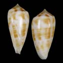 To Conchology (Phasmoconus zandbergeni FOSSIL)