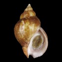 To Conchology (Buccinum araitonum)