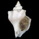 To Conchology (Neptunea cumingii ALBINISTIC)