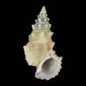 To Conchology (Cerithium echinatum YELLOW)