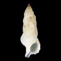 To Conchology (Cerithium columna FREAK)