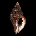 To Conchology (Muricopsis gilbertharrisi)