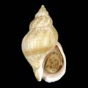 To Conchology (Buccinum mirandum)