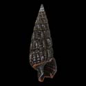 To Conchology (Cerithium balteatum BLACK)