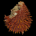 To Conchology (Spondylus swinneni GIANT)