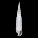 To Conchology (Duplicaria baileyi ALBINO)