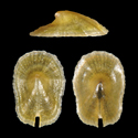 To Conchology (Hemimarginula modesta)