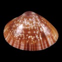 To Conchology (Mactra achatina RED)