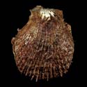 To Conchology (Spondylus ocellatus GIANT)