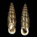 To Conchology (Charpentieria gibbula gibbula cf.)