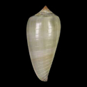 To Conchology (Phasmoconus cinereus PLAIN COLOR)