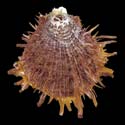 To Conchology (Spondylus multisetosus BROWN)