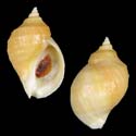 To Conchology (Nucella emarginata YELLOW)