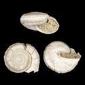 To Conchology (Theba lindneri FOSSIL)