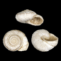 To Conchology (Theba lindneri FOSSIL)