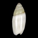 To Conchology (Olivella pusilla ALBINISTIC)