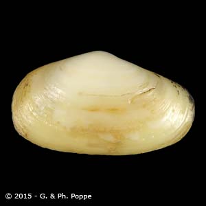 MESODESMATIDAE | Shells Group By Species | Conchology