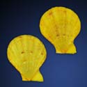 To Conchology (Semipallium barnetti YELLOW)