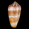 To Conchology (Pionoconus circumcisus DWARF)