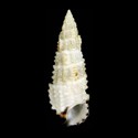 To Conchology (Cerithium scobiniforme BLACK MOUTH)