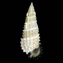 To Conchology (Cerithium scobiniforme BLACK MOUTH)