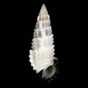 To Conchology (Cerithium scobiniforme BLACK MOUTH)