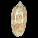 To Conchology (Oliva bifasciata DARK)