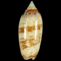 To Conchology (Oliva bifasciata SPECIAL COLOR)