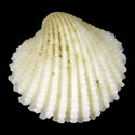 To Conchology (Arcturellina pelseneeri ALBINO)