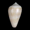 To Conchology (Lautoconus cloveri ALBINO)