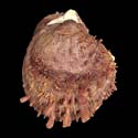 To Conchology (Spondylus eastae)