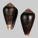 To Conchology (Lautoconus franciscanus)