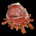 To Conchology (Spondylus barbatus)