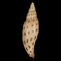 To Conchology (Scaphella dubia schmitti)