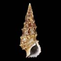 To Conchology (Cerithium uncinatum)