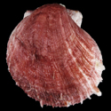 To Conchology (Spondylus erinaceus PURPLE)