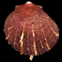 To Conchology (Spondylus erinaceus RED-BROWN)