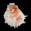 To Conchology (Spondylus erinaceus WHITE WITH RED)