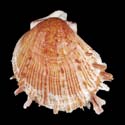 To Conchology (Spondylus erinaceus RED ON WHITE)