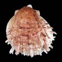 To Conchology (Spondylus erinaceus BROWN ON WHITE)