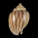 To Conchology (Phalium flammiferum f. breviculum)