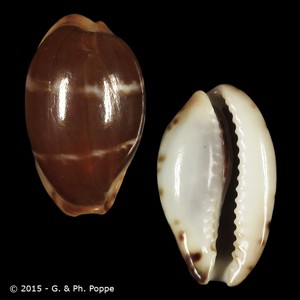 Palmadusta androyensis androyensis