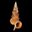 To Conchology (Cerithium citrinum ORANGE)