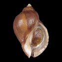 To Conchology (Nucella ostrina)