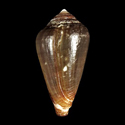 To Conchology (Lautoconus unifasciatus LARGE)