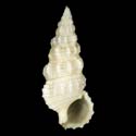 To Conchology (Cerithium africanum)