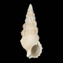 To Conchology (Cerithium africanum)