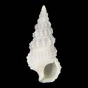 To Conchology (Cerithium africanum)