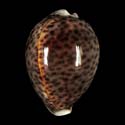 To Conchology (Cypraea tigris tigris SPECIAL COLOR)