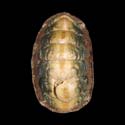 To Conchology (Onithochiton maillardi)